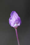 Eastern purple bladderwort